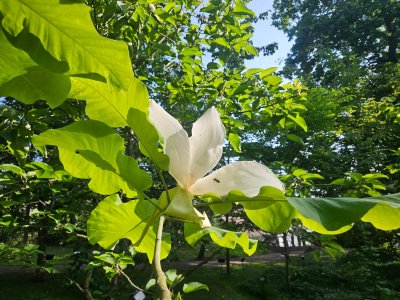 Magnolia macrophylla ssp. Ashei - šácholan velkolistý 